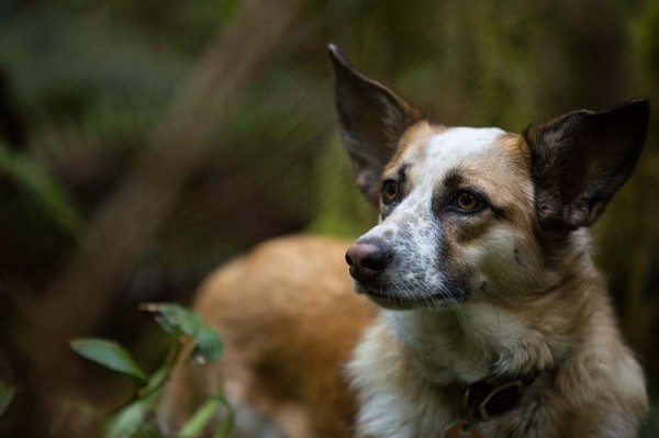 gratuitous adorable trail dog