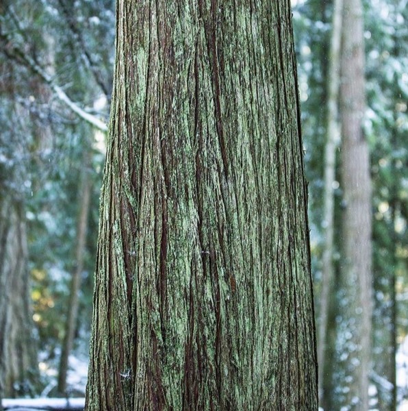 Cedar Specialized Demo Inspiration