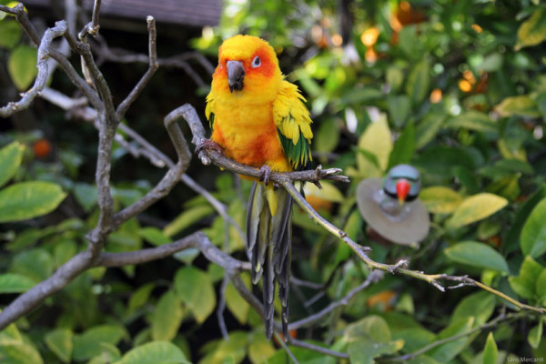 Mark's Parrots