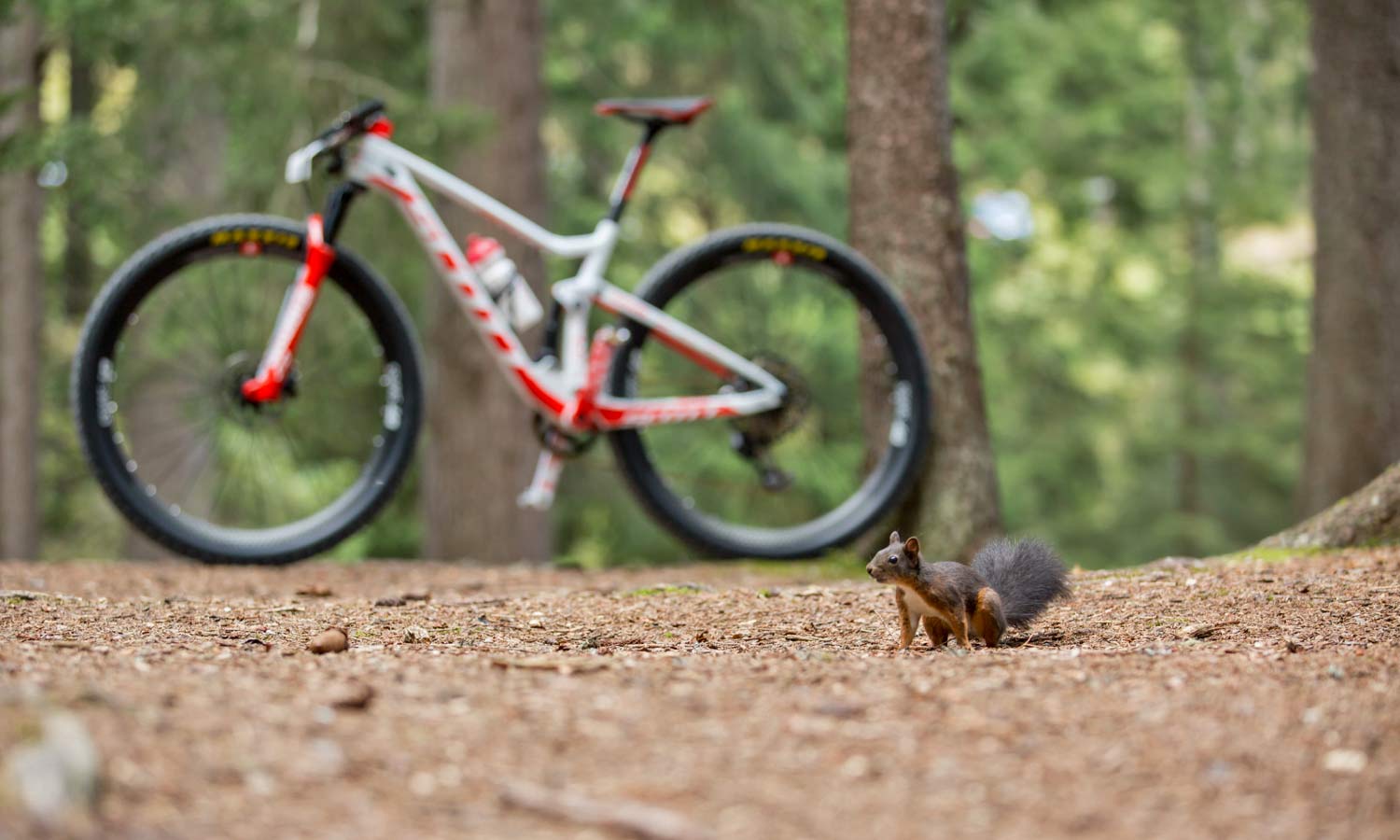 Scott Spark RC 900 World Cup, Nino Schurter - 7x World Champion N1NO 2018 Swiss XC Worlds mountain bike squirrel