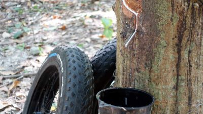 Vee Tire Co. Factory Tour // Part 1 – From tree to tire, this is where rubber comes from