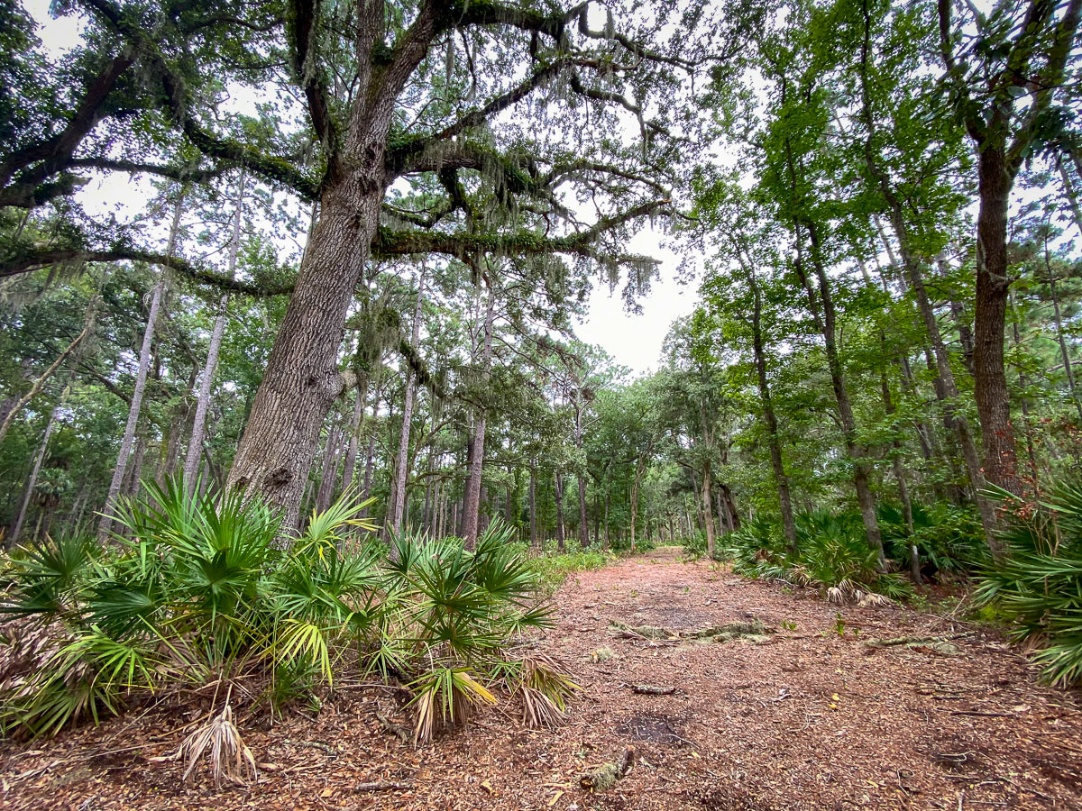 Bikerumor 2020 Editor's Choice List south carolina lowcountry exploration