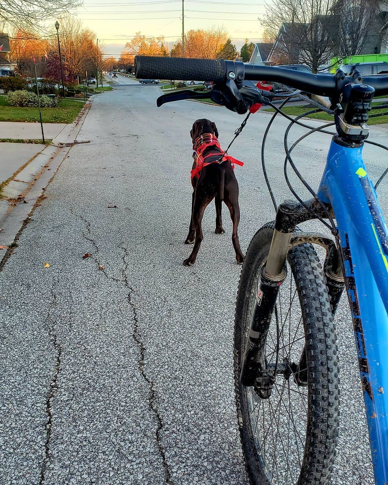 Nonstop Dogwear Biking Kit