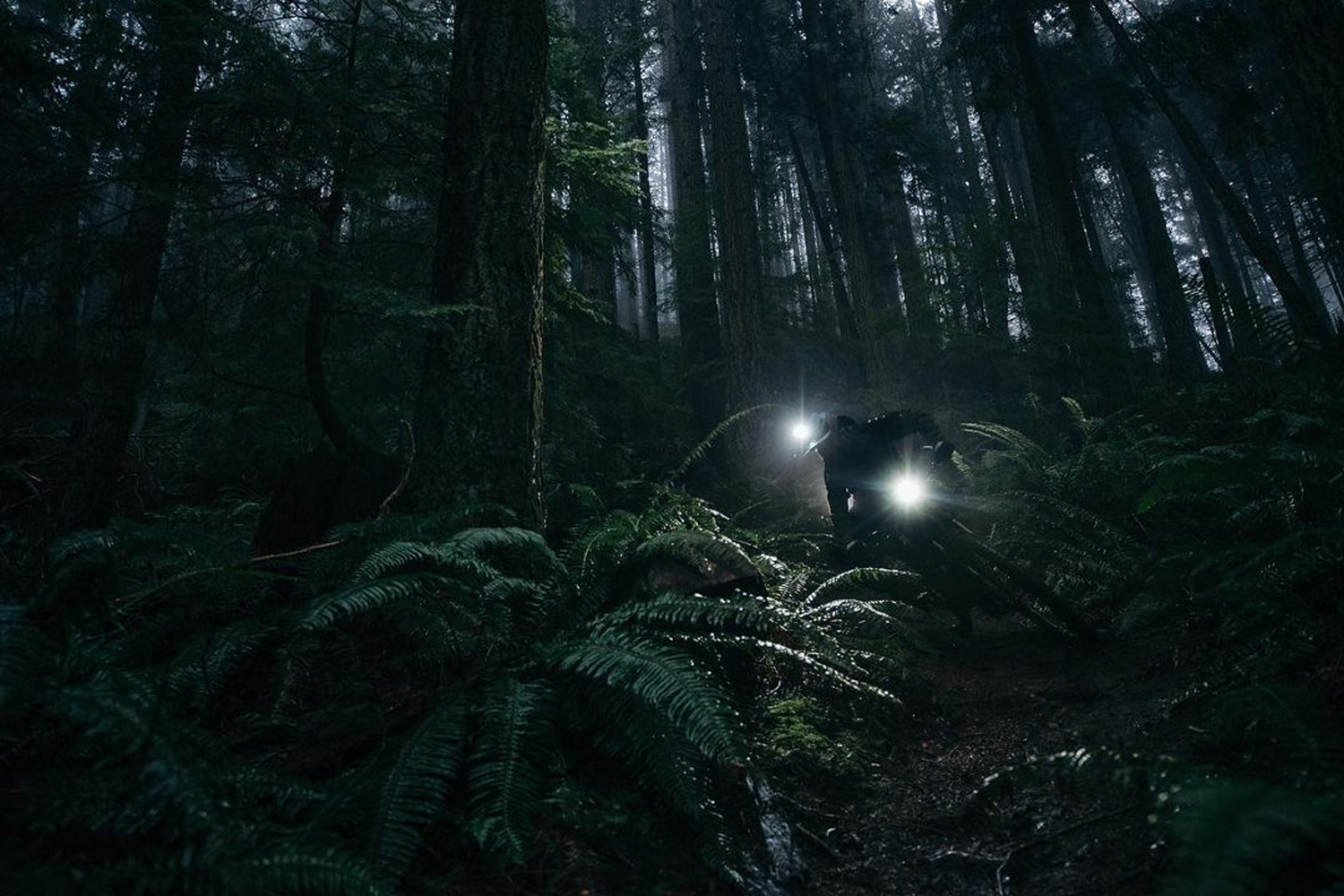 Light & Motion Brand Image