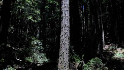 Bikerumor Pic Of The Day: El Corte de Madera Creek Preserve, California