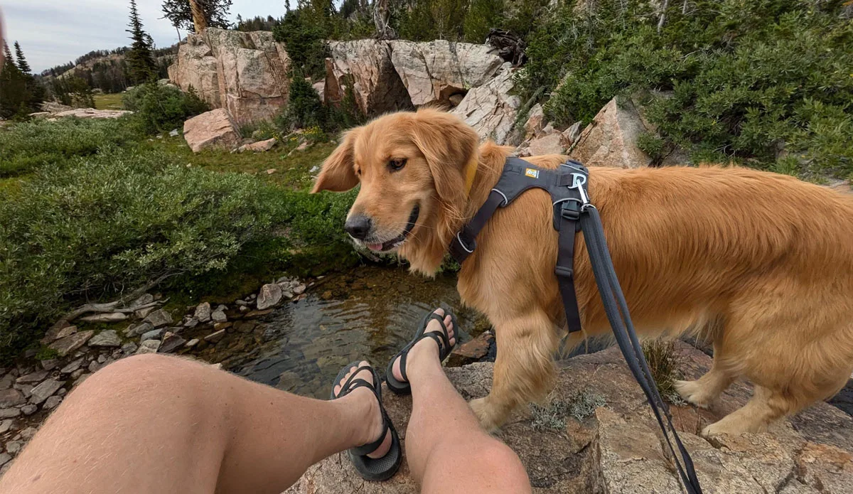 Ruffwear Press Paws