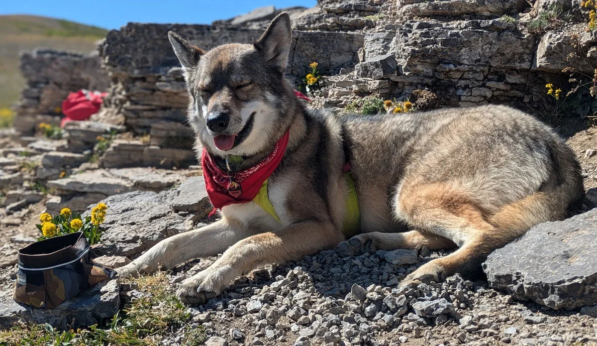Ruffwear Press Paws