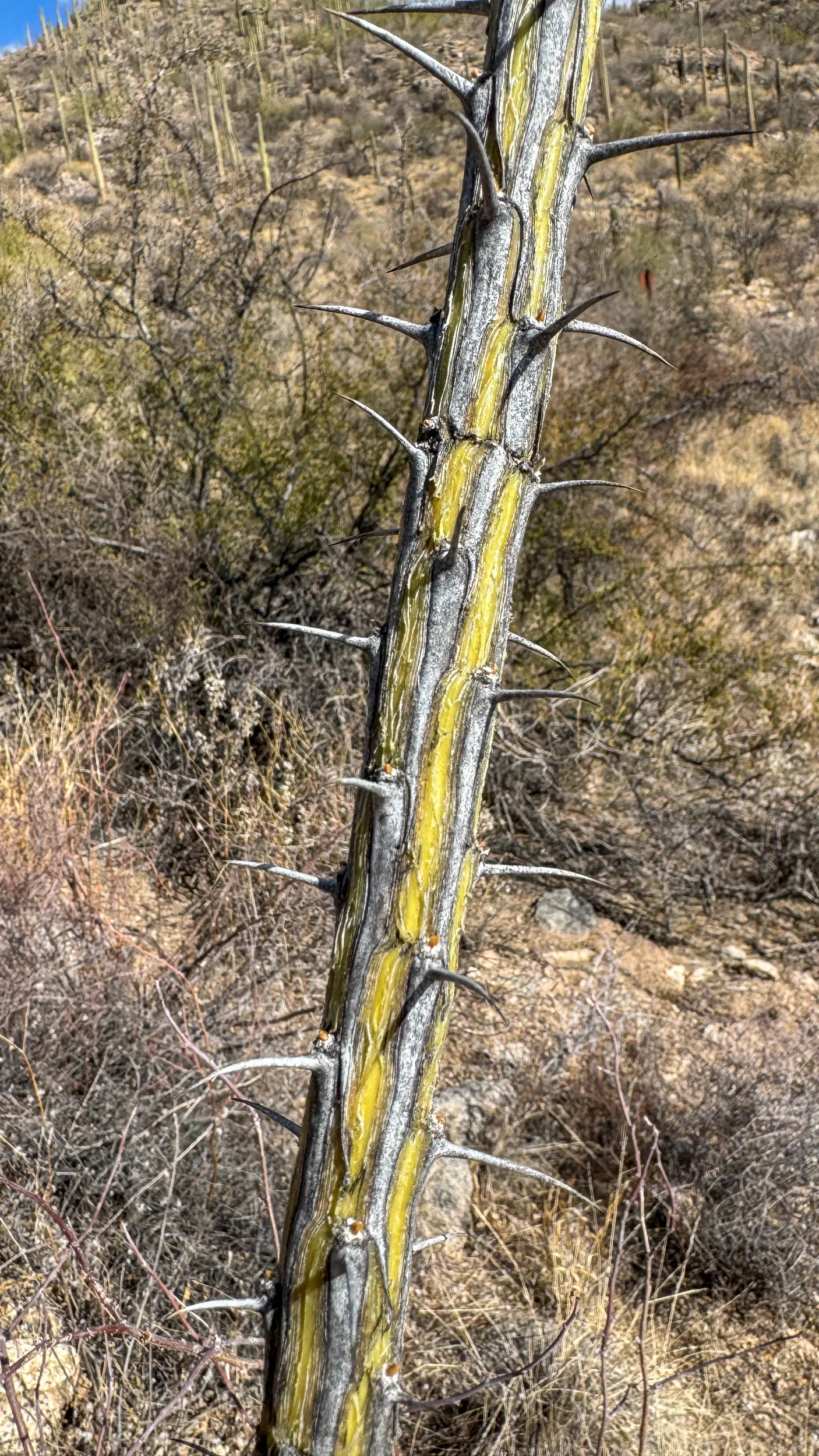 why you should use hand guards when riding mountain bikes in the desert