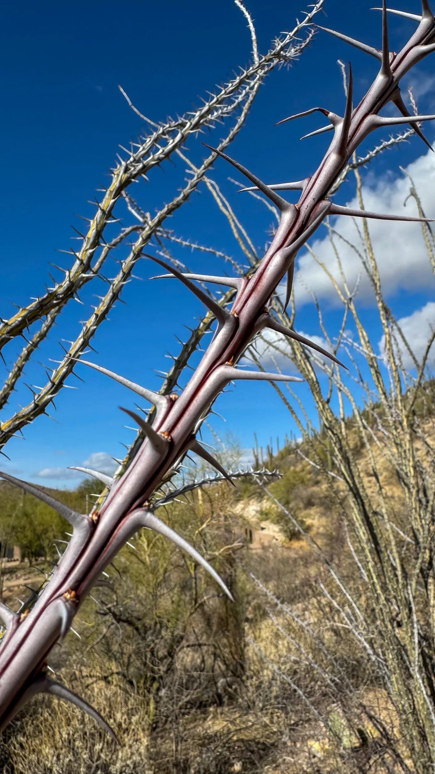 why you should use hand guards when riding mountain bikes in the desert