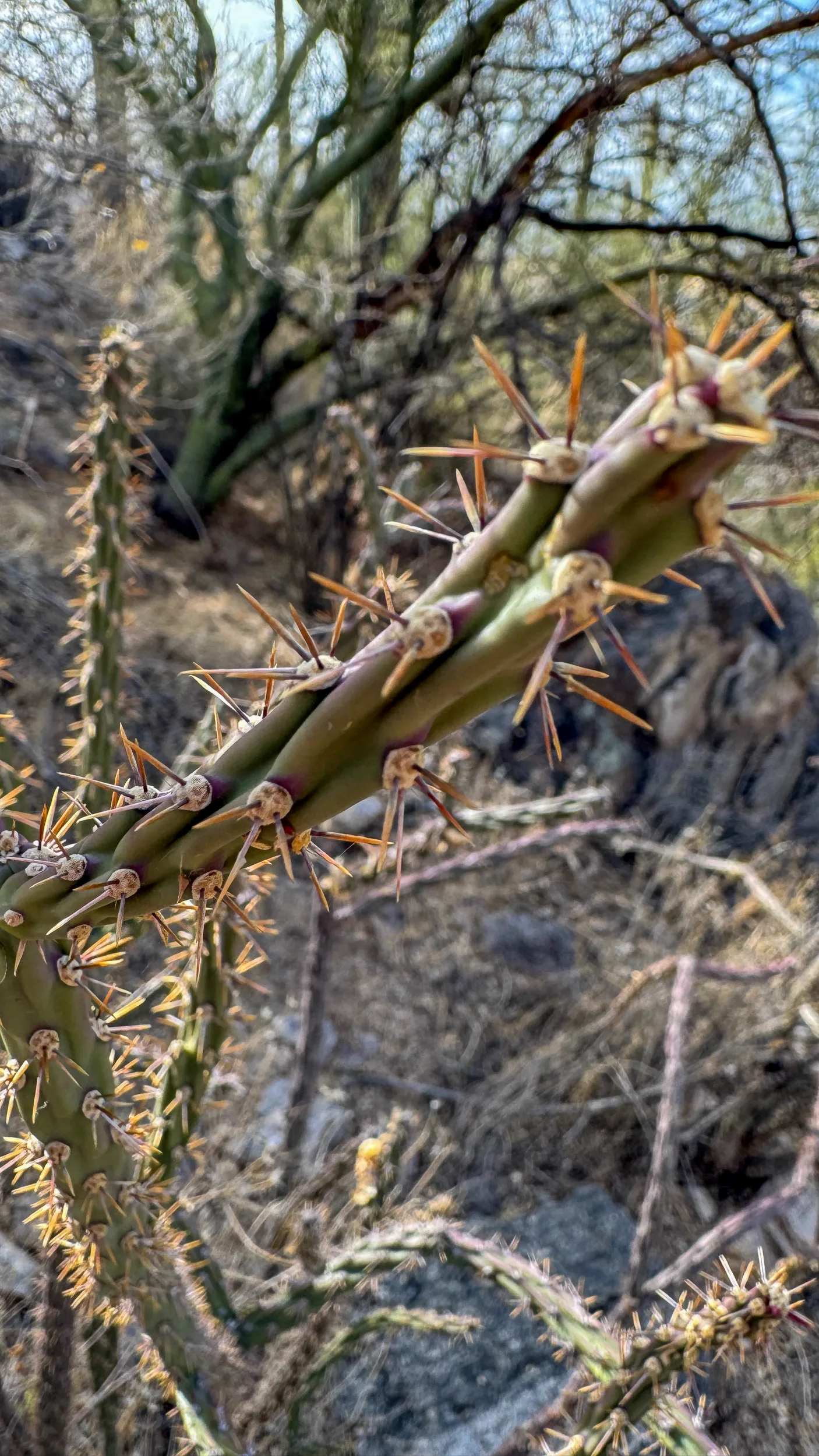 why you should use hand guards when riding mountain bikes in the desert