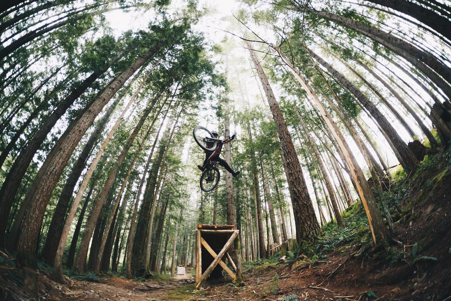 stock image of a rider jumping off a wooden ramp in the forest on the collosus T