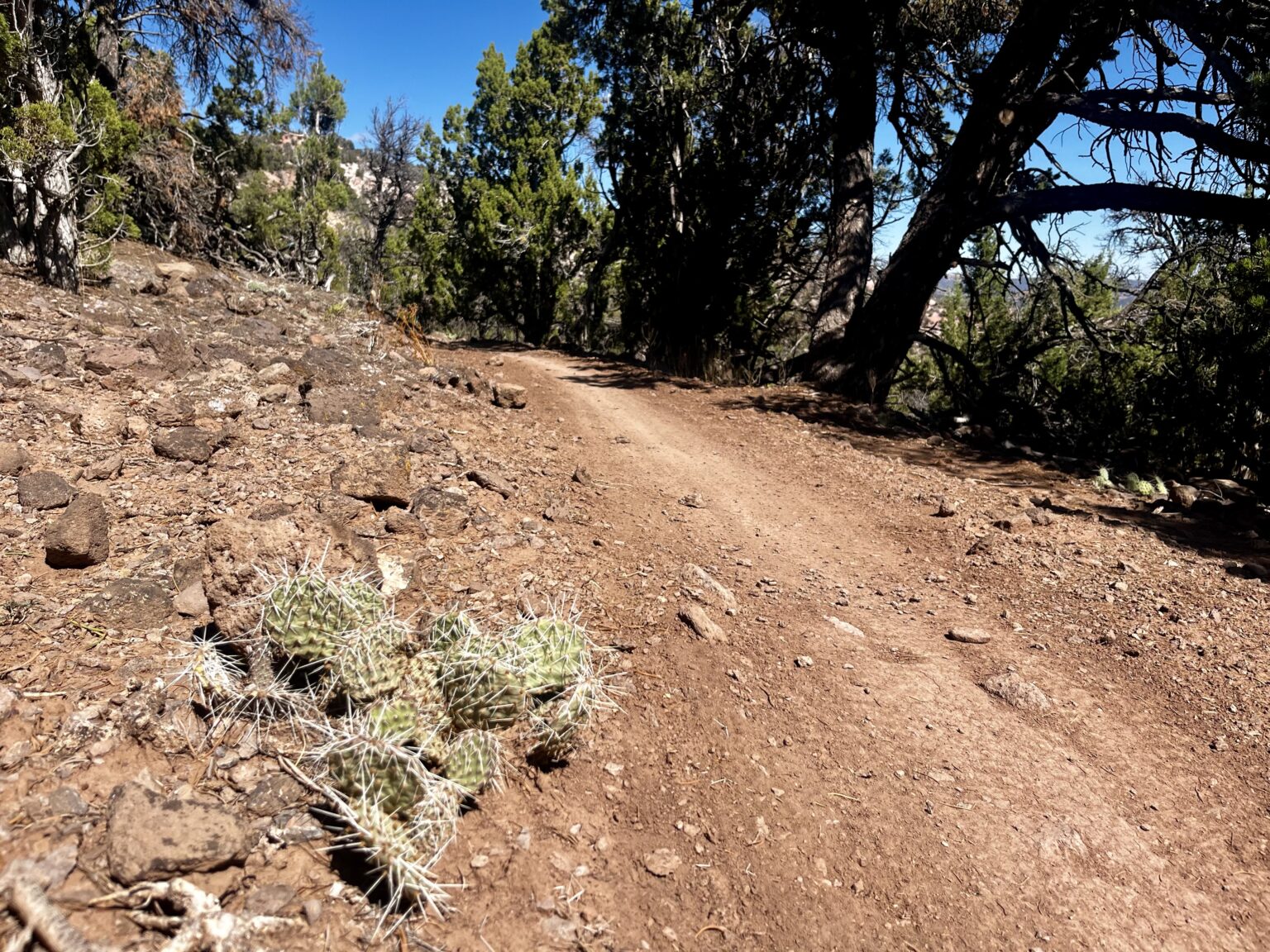 Spinal Tap trailside cactus