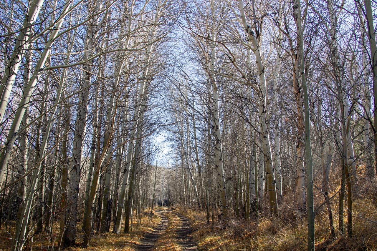 2025 Ron's Editor's Choice aspens Large
