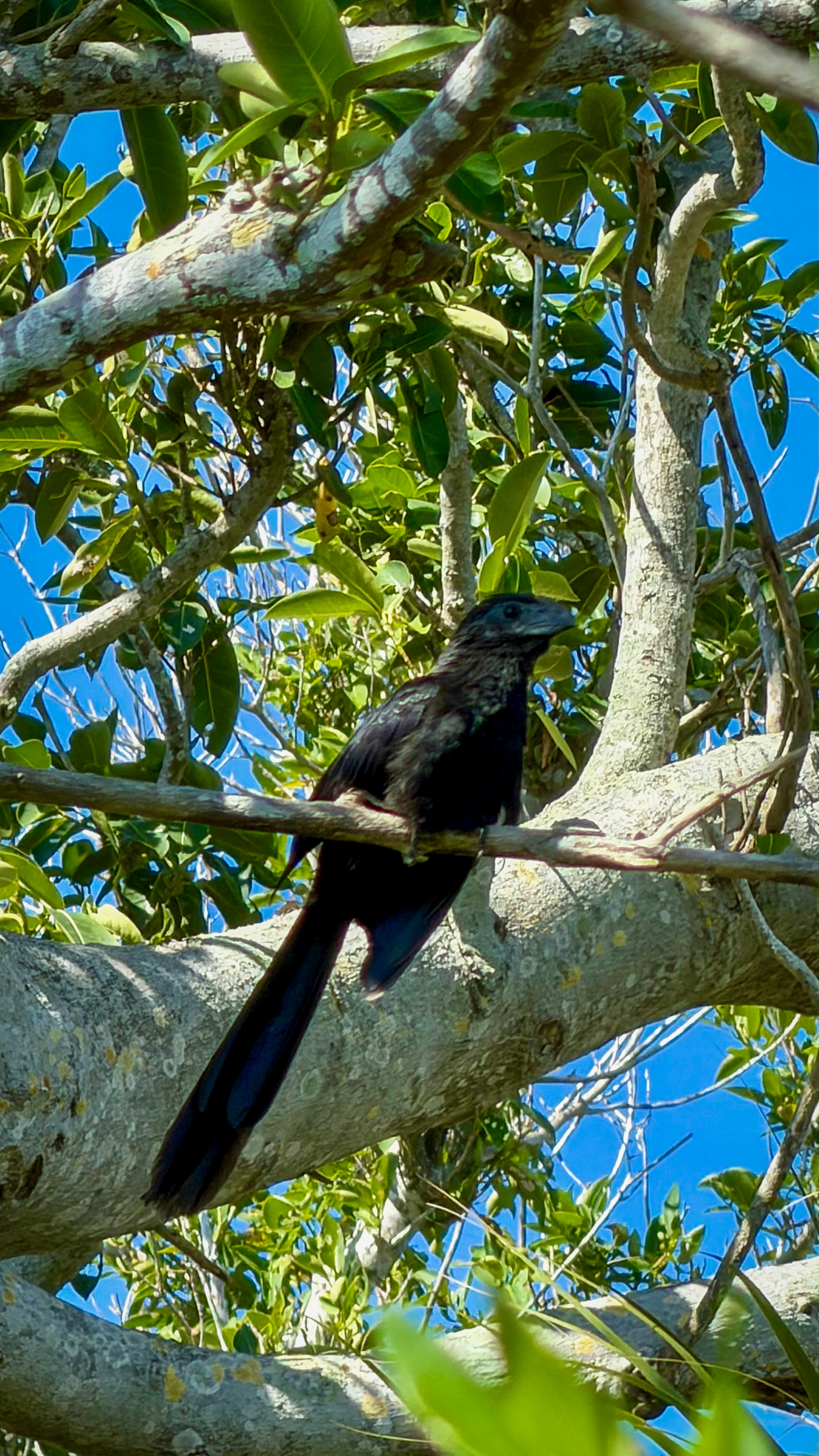Groove Billed Ani