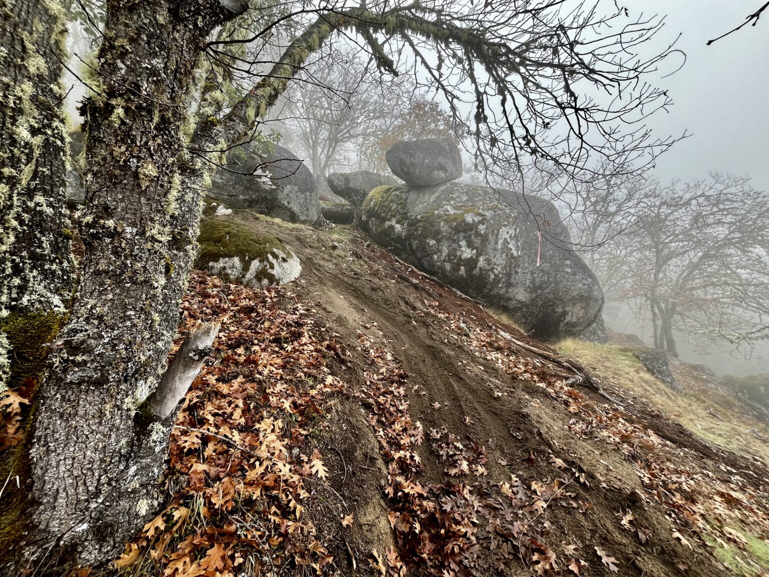 Trails at Dollar Mountain in Grants Pass