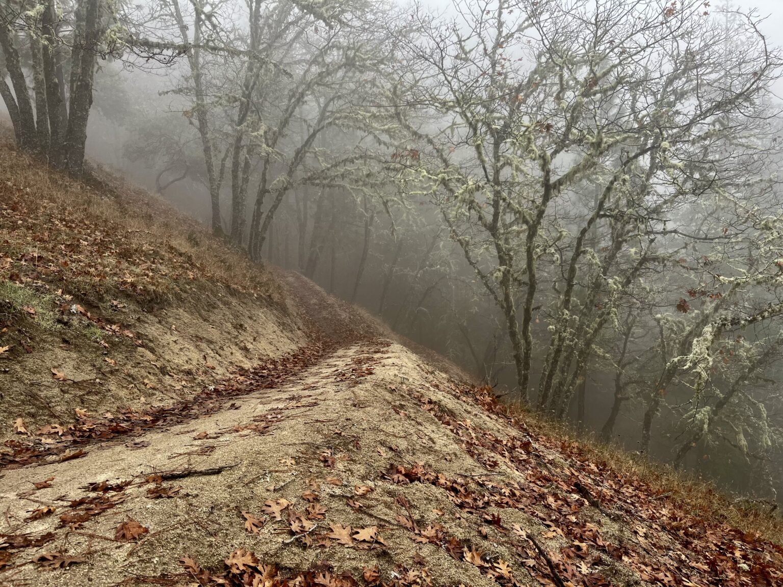 Trails at Dollar Mountain in Grants Pass