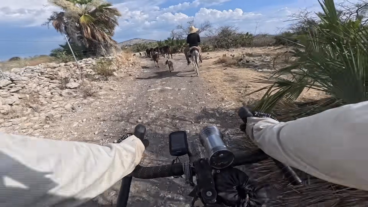 OMM Film Tour de Frankie donkeys
